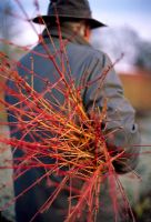 Holding cut stems from Cornus sanguines 'Midwinter Fire'