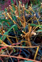 Pruned back stems of Cornus Sanguinea 'Midwinter Fire'