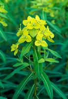 Euphorbia schillingii - RHS Wisley