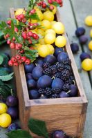 Damsons, hawthorn, blackberries and Mirabelle plums in wooden box