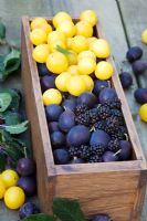 Damsons, blackberries and Mirabelle plums in wooden box