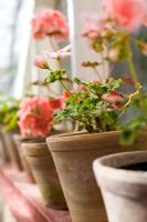 Pelargonium in terracotta pots on conservatory windowsill