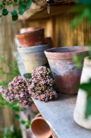 Terracotta pots and Sedum flowers on shelves in conservatory wall made fom bamboo tied together