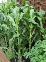 Zea mays - Sweet Corn. Visit Plantation - Colonial Chic and Bajan Roots - RHS Tatton Park 2010