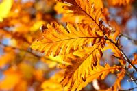 Quercus frainetto - Hungarian Oak, autumn