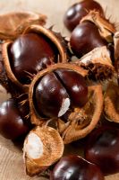 Aesculus hippocastanum - Horse chestnuts