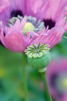 Seed pod and flower of Papaver somniferum - Opium Poppy