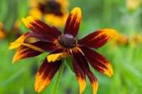 Rudbeckia hirta - Gloriosa Daisy, in August at Wilkins Pleck Garden NGS, Whitmore Staffordshire, UK 