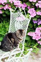 Tabby Cat on decorative iron chair with Hydrangea behind in August at Wilkins Pleck Garden NGS, Whitmore Staffordshire, UK 
 