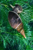 Lymnaea stagnalis - Great Pond Snail amongst pondweed