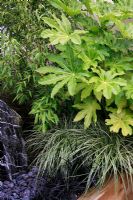 Fatsia japonica contrasted with bamboo and underplanted with Carex 'Jenneke' and Ophiopogon 'Nigrescens', pebbles and a sculptural standing stone