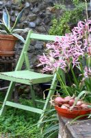 Drying onions, Nerines and a green chair in the fig house - The Old Sun House, Wymondham, Norfolk, NGS 
