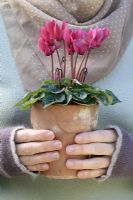 Woman holding potted pink Cyclamen 