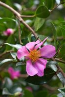 Camellia sasanqua 'Hugh Evans'