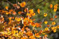 Cercidiphyllum japonicum 'Boyd's Dwarf' - Katsura Tree foliage in autumn