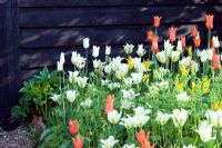 Tulips in spring border - Tulipa 'Ballerina', 'Westpoint', 'White Truimphator' and 'Spring Green'
