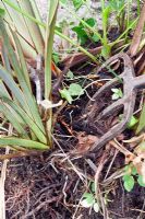 Removing ground elder from Phormium 'Alison Blackman' by dividing the plant with two forks 