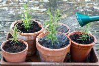 Watering in newly planted Rosmarinus - Rosemary in terracotta pots 
