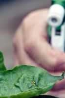 Spraying Aphids on a Capsicum - Green Pepper leaf using soft soap