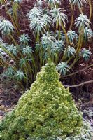 Evergreen shrub and Euphorbia - Mallards