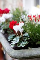Cyclamens and Heathers in a metal windowbox