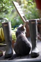 Cat sitting in between wellington boots on decking