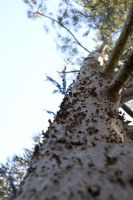 Pinus gerardiana bark in October