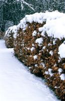 Snow covered beech hedge at Veddw House Garden, Monmoutshire, Wales