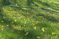 Narcissus bulbocodium flowering in wild flower meadow, RHS Gardens Wisley