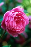 Camellia x williamsii 'Shocking Pink'