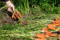 Daucus carota 'Early Nantes' Harvesting carrots 