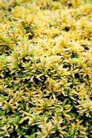 Euonymus japonicus 'Microphyllus Gold Dust'
