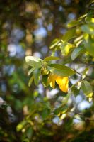 Umbellularia californica - Californian Laurel