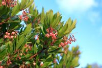 Arbutus unedo - Strawberry Tree 