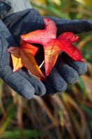 Gloved hands holding autumn leaves of Liquidambar - Oriental Sweetgum