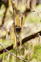 Corylus 'Tonne de Giffon' in early spring with catkins