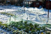 Netted Brassicas on allotment in winter
