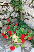 Pelargonium - Red Geranium in pot