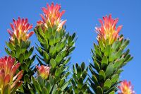 Mimetes cucullatus - Pagoda Protea against blue sky