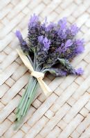 Lavandula angustifolia - English Lavender