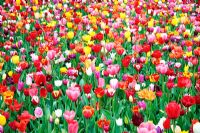 Bed of mixed Tulips
