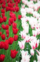 Tulipa 'Red Shine' and 'Ballade'