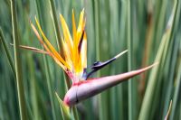 Strelitzia Juncea - Crane Flower, also known as Bird of Paradise 