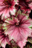 Begonia 'Raspberry Swirl'