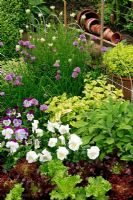 Sage with variegated lemon balm, pansies, chives, golden and variegated marjoram, red and green non hearting lettuces and  Lavandula 'Tiara'