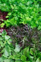 Salad leaves and herbs ready for harvesting - Rumex sanguineus and Rumex scutatus, Oriental mustard 'Ruby Streaks', coriander and lettuces 'Lollo Rosso' 