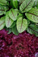 Red veined sorrel and non hearting lettuce, 'Lollo Rosso'