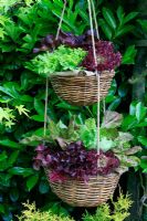 Hessian lined, two tier willow hanging baskets planted with a selection of lettuces 