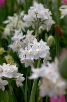 Narcissus papyraceus - Paper whites