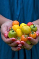 Holding tomatoes in hands, 'Sungold', 'Green Grape', 'Yellow Pearshaped' and 'Red Dwarf Romanian'